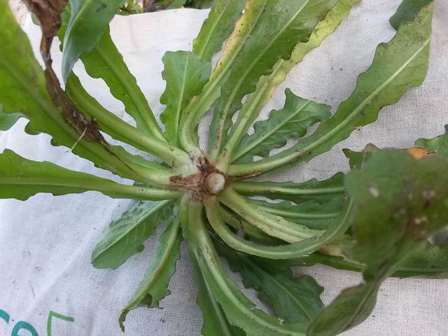 Rosetta basale di Asteraceae